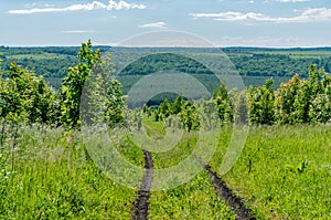 Sosnovy Bor in Samarskaya Luka National Park!