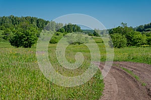 Sosnovy Bor in Samarskaya Luka National Park!