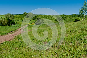 Sosnovy Bor in Samarskaya Luka National Park!