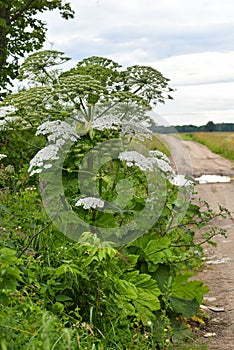 Sosnowsky's hogweed