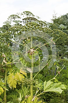 Sosnowsky's Hogweed