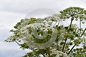 Sosnowsky's hogweed flowering plant