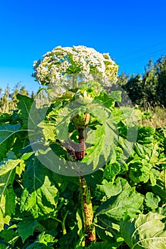 Sosnowsky\'s hogweed (Heracleum sosnowskyi) is a dangerous herbaceous flowering plant
