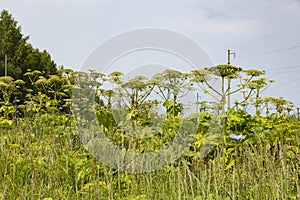 Sosnowskys hogweed, Heracleum sosnowskyi