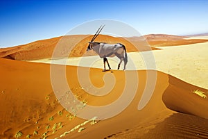 Sossusvlei dunes oryx