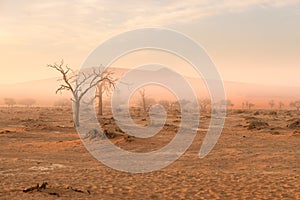 Sossusvlei, Namibia. Acacia tree and sand dunes in morning light, mist and fog. Namib desert, roadtrip in the Namib Naukluft Natio