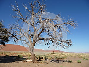 Sossusvlei Namibia Dune45