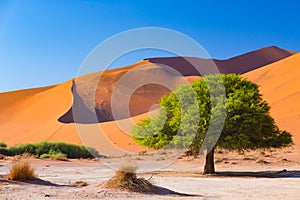 Sossusvlei Namibia, scenic clay salt flat with braided Acacia trees and majestic sand dunes. Namib Naukluft National Park, travel