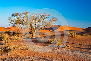 Sossusvlei Namibia, scenic clay salt flat with braided Acacia trees and majestic sand dunes. Namib Naukluft National Park, travel