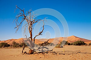 Sossusvlei national parks of namibia between desert and savannah