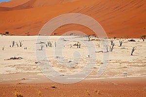 Sossusvlei national parks of namibia between desert and savannah