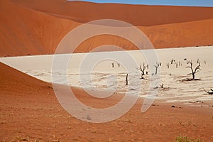 Sossusvlei national parks of namibia between desert and savannah