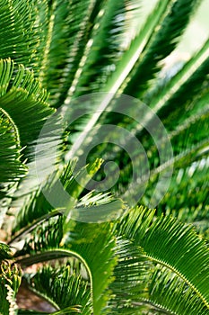 Sothern palm. Selective focus