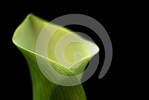 Sothern palm. Selective focus