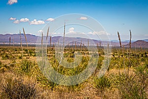 Sotol in the Chihuahuan Desert