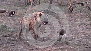 A sotted hyena and a hooded vulture standing together