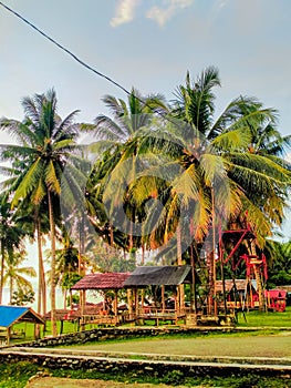 Sou-sou and coconut tree