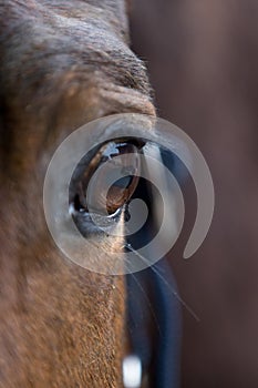 soul of horse showing in his eye