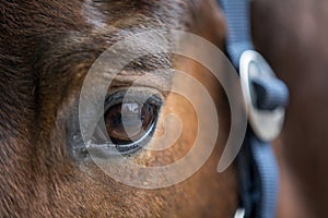 soul of horse showing in his eye