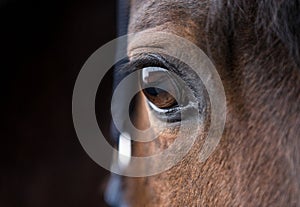 soul of horse showing in his eye