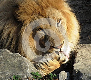 Soulful Eyes of a Lion