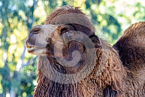 Soulful Looking Bactrian Camel
