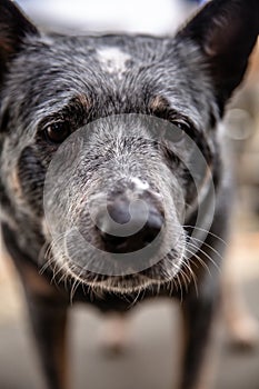 Soulful Stare: Portrait of a Australian Cattle Dog