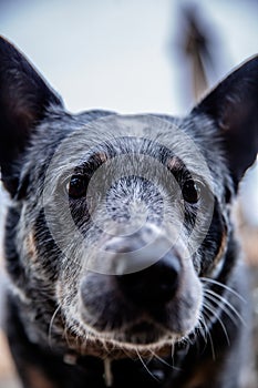 Soulful Stare: Portrait of a Australian Cattle Dog