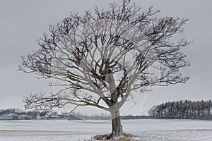 Soulful tree