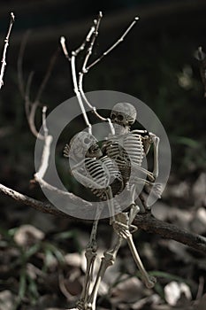 Soulmate skeleton lovers fall in love