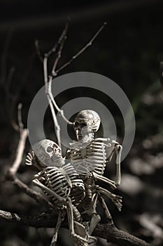 Soulmate skeleton lovers fall in love