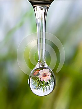 Sound of nature - drop of pure water with reflection of mountain flower.