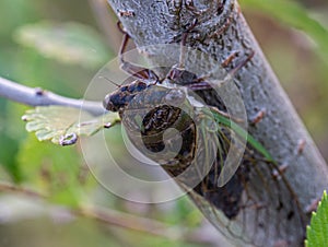 Sound producing insect, Cicada on a tree trunk