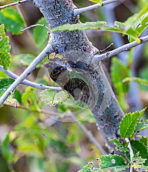 Sound producing insect, Cicada on a tree trunk