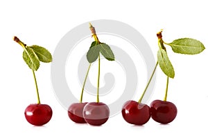 Sour cherries