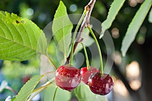 Sour cherries photo