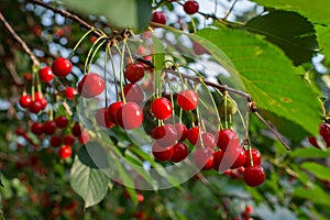 Sour cherries