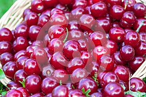 Sour cherries in basket
