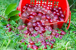 Sour cherries in basket