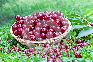 Sour cherries in basket