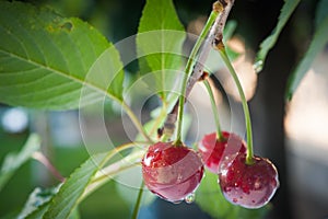 Sour cherries photo