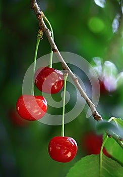 Sour cherries