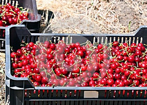 Sour cherries in the plastic box