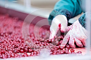 Sour cherries in processing machines