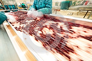 Sour cherries in processing machines