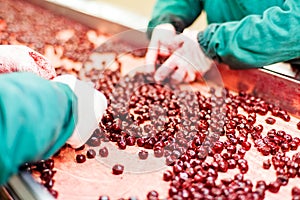 Sour cherries in processing machines