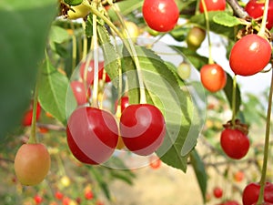 Sour cherries on tree