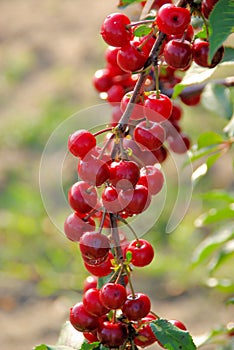 Sour cherry