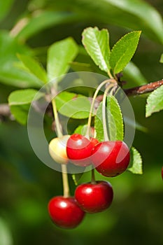 Sour cherry