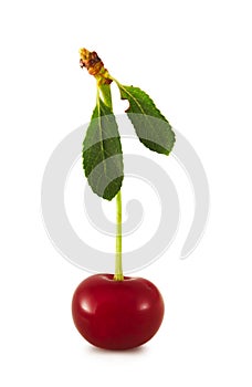 Sour cherry